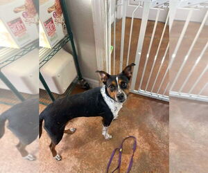 Mutt Dogs for adoption in Bolivar, MO, USA