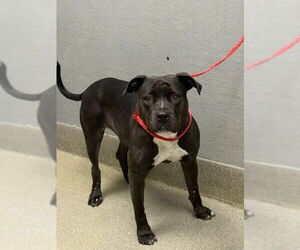 Mutt Dogs for adoption in Las Vegas, NV, USA