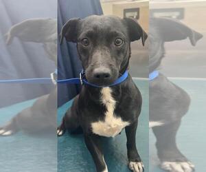 Dachshund-Unknown Mix Dogs for adoption in Mobile, AL, USA