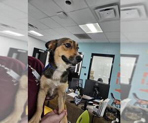 German Shepherd Dog-Pembroke Welsh Corgi Mix Dogs for adoption in Temple, TX, USA