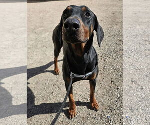 Doberman Pinscher Dogs for adoption in El Centro, CA, USA