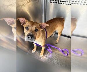 American Pit Bull Terrier-Unknown Mix Dogs for adoption in Texas City, TX, USA