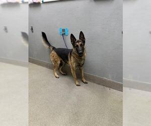 German Shepherd Dog-Unknown Mix Dogs for adoption in Las Vegas, NV, USA
