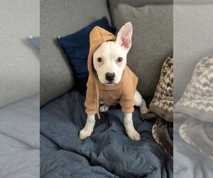 American Staffordshire Terrier-Unknown Mix Dogs for adoption in Shermans Dale, PA, USA