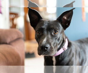 Labrador Retriever-Unknown Mix Dogs for adoption in Princeton, MN, USA