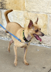 Chihuahua Dogs for adoption in Frisco, TX, USA