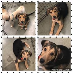 Labrador Retriever-Unknown Mix Dogs for adoption in Dahlgren, VA, USA