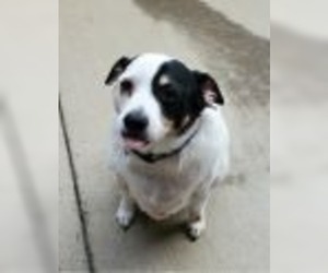 Jack Russell Terrier Dogs for adoption in Neillsville, WI, USA