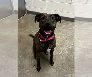 Labrador Retriever-Unknown Mix Dogs for adoption in Waterford, VA, USA