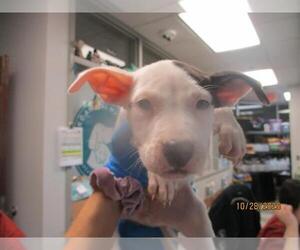 Pointer-Unknown Mix Dogs for adoption in Oklahoma City, OK, USA