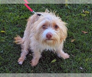 Cairn Terrier Dogs for adoption in San Clemente, CA, USA