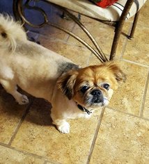 Pekingese Dogs for adoption in Conway, AR, USA
