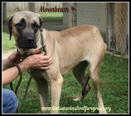 Mastiff Dogs for adoption in Denison, TX, USA