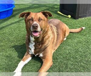 German Shepherd Dog-Unknown Mix Dogs for adoption in Orange, CA, USA