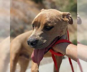 American Pit Bull Terrier Dogs for adoption in pomona, CA, USA