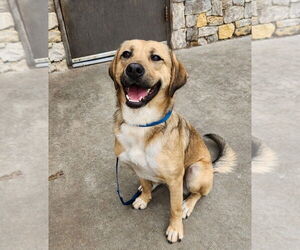 Labrador Retriever-Unknown Mix Dogs for adoption in Winter Park, CO, USA