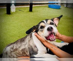 Australian Shepherd-Unknown Mix Dogs for adoption in Orlando, FL, USA