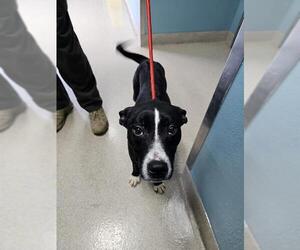 American Pit Bull Terrier-Unknown Mix Dogs for adoption in Newton, NC, USA