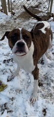 Boxer-Unknown Mix Dogs for adoption in South Park, PA, USA