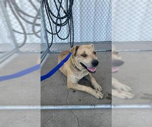 Staffordshire Bull Terrier Dogs for adoption in Bakersfield, CA, USA