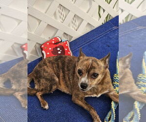 Chihuahua Dogs for adoption in oakland, FL, USA