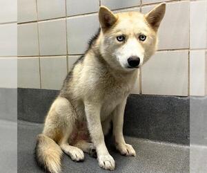 Huskies -Unknown Mix Dogs for adoption in San Antonio, TX, USA