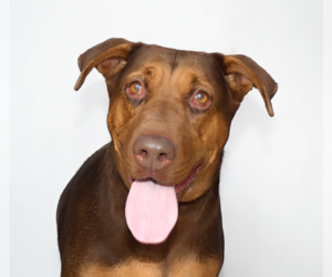 Medium Photo #1 Doberman Pinscher Puppy For Sale in Pasadena, CA, USA