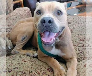 American Pit Bull Terrier-Unknown Mix Dogs for adoption in St. Augustine, FL, USA