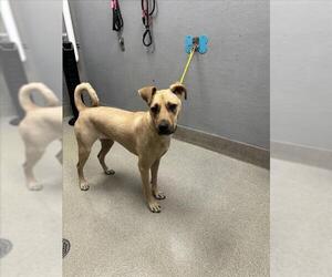 American Pit Bull Terrier-Unknown Mix Dogs for adoption in Las Vegas, NV, USA