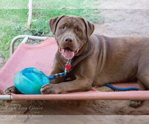 Small Labrador Retriever Mix