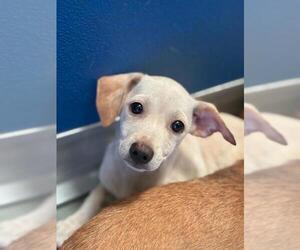 Chihuahua-Unknown Mix Dogs for adoption in Visalia, CA, USA