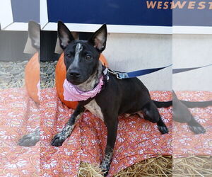 Plott Hound-Unknown Mix Dogs for adoption in Shillington, PA, USA