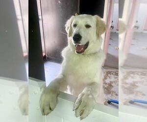 Great Pyrenees Dogs for adoption in Costa Mesa , CA, USA