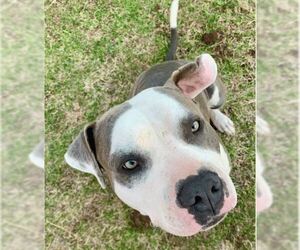 American Bulldog-Unknown Mix Dogs for adoption in Oklahoma City, OK, USA