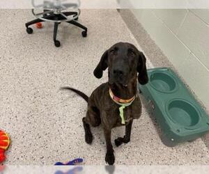 Plott Hound Dogs for adoption in Brighton, CO, USA
