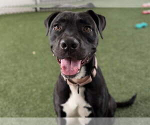 Labrador Retriever-Unknown Mix Dogs for adoption in Tavares, FL, USA