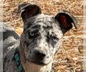 Catahoula Leopard Dog-Unknown Mix Dogs for adoption in Canton, CT, USA