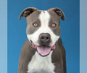 American Pit Bull Terrier Dogs for adoption in Pasadena, CA, USA