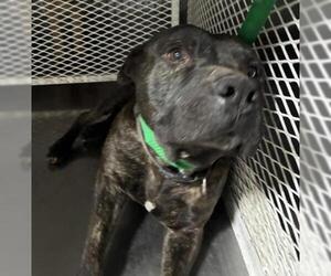 Mutt Dogs for adoption in Bakersfield, CA, USA