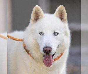 Siberian Husky Dogs for adoption in Camarillo, CA, USA