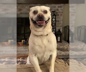 Labrador Retriever-Pug Mix Dogs for adoption in Forest, VA, USA