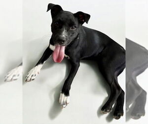 Labrador Retriever-Unknown Mix Dogs for adoption in Garner, NC, USA