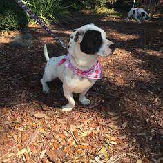 Bully Basset Dogs for adoption in Melrose, FL, USA