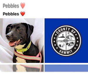 American Pit Bull Terrier-Labrador Retriever Mix Dogs for adoption in Akron, OH, USA