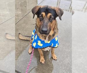 German Shepherd Dog Dogs for adoption in Sacramento, CA, USA