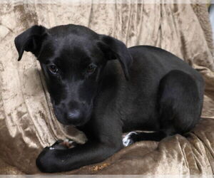 German Shepherd Dog-Unknown Mix Dogs for adoption in Minneapolis, MN, USA