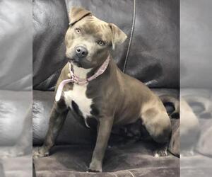 American Pit Bull Terrier Dogs for adoption in Crossville, TN, USA