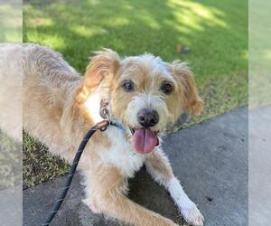 Mutt Dogs for adoption in San Diego, CA, USA