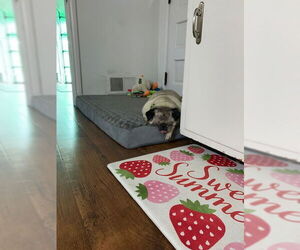 Medium Photo #1 Pug Puppy For Sale in Indianapolis, IN, USA