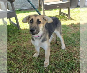 German Shepherd Dog Dogs for adoption in Long Beach, CA, USA